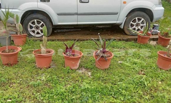 Buy Used Nissan X–Trail White Car in Suva in Central Buy Used Nissan X–Trail White Car in Suva in Central