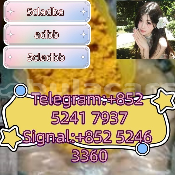 Big with watermark adler 1902 western ba 15153