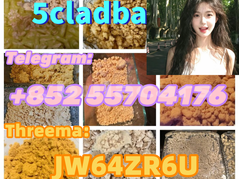 Big with watermark adler trumpf junior central import dubai 15369