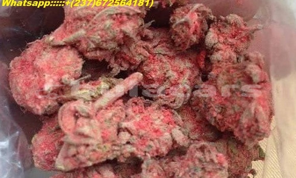 Buy BUY WEED ONLINE USA in Volivoli in Western Buy BUY WEED ONLINE USA in Volivoli in Western