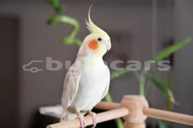 Big with watermark images 16