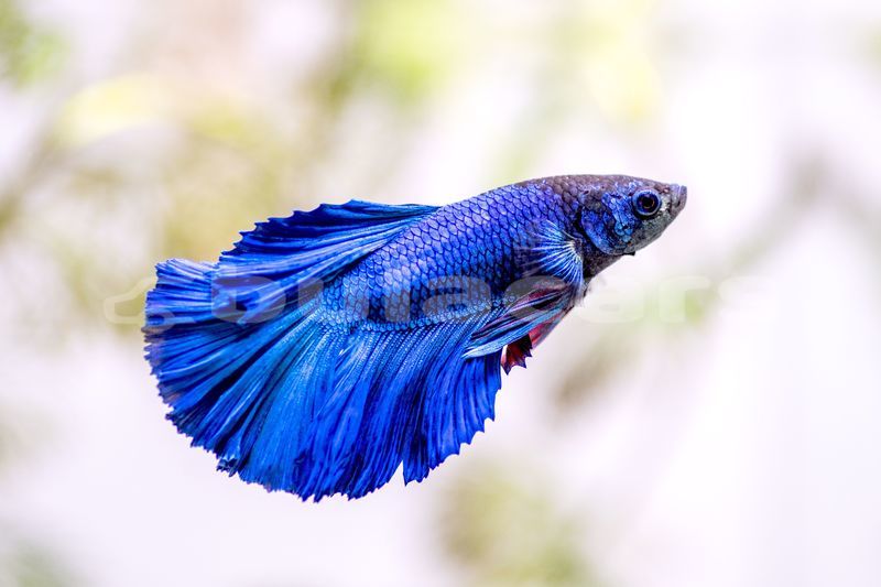 Big with watermark siamese fighting fish bettas 1378308 hero