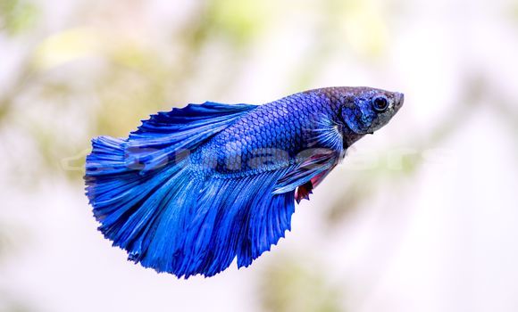 Medium with watermark siamese fighting fish bettas 1378308 hero